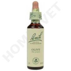 Bach Olive / Olea europaea (Olijf)